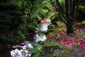 ruta de las camelias